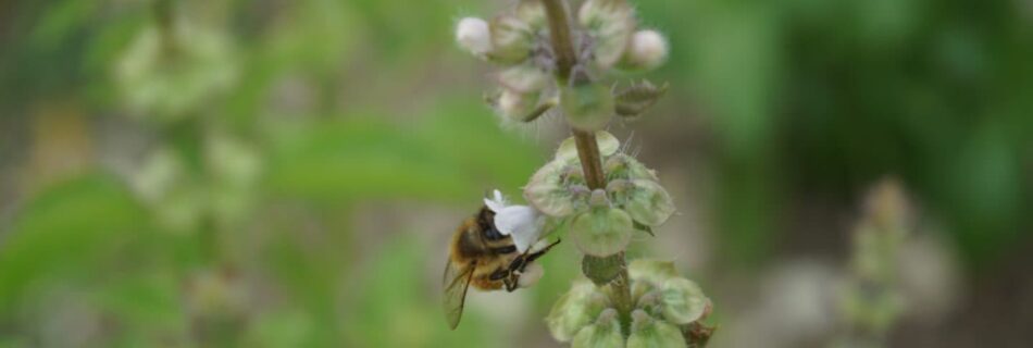 wwoofing retour expérience abeille fleur