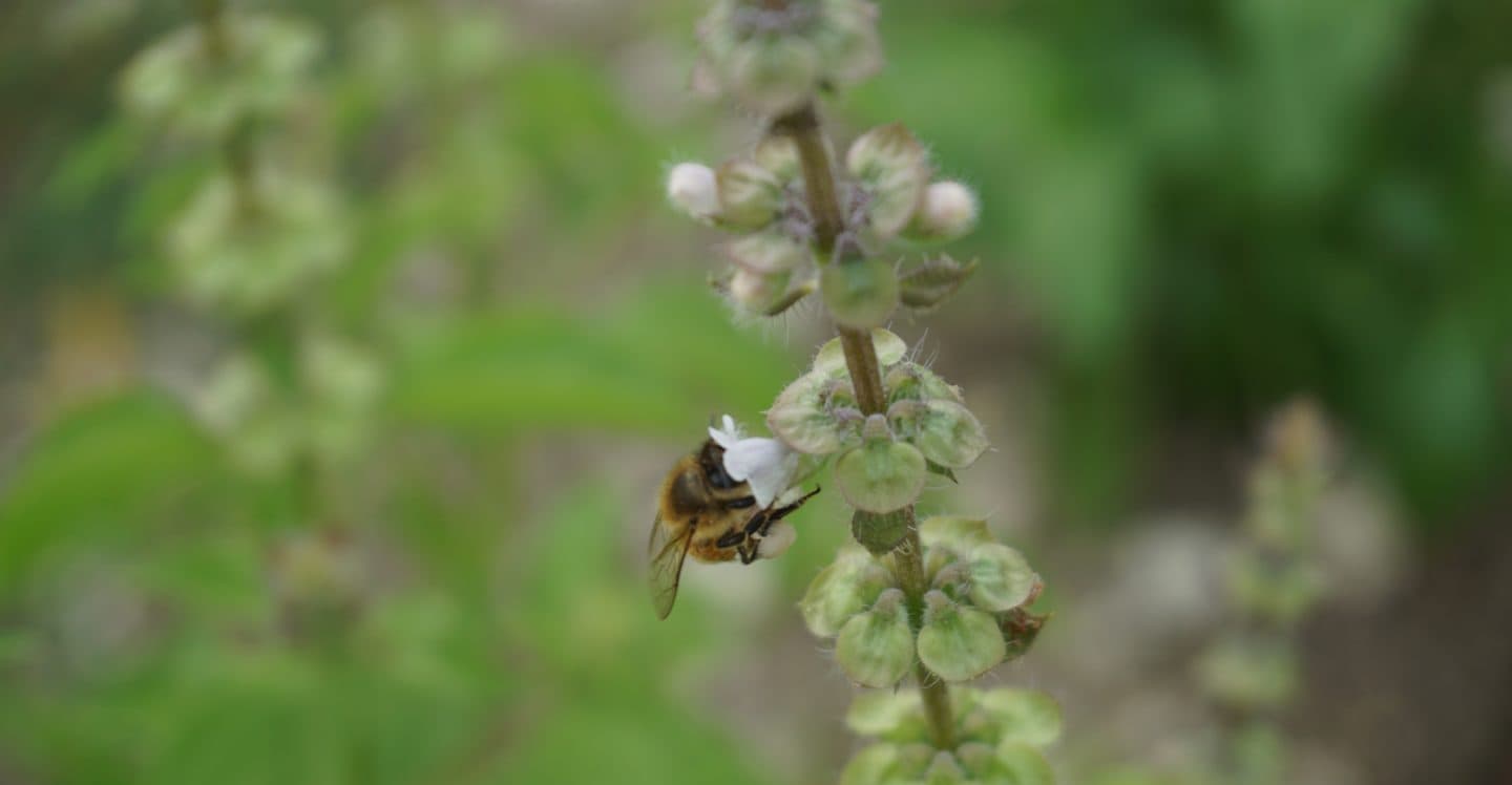 wwoofing retour expérience abeille fleur